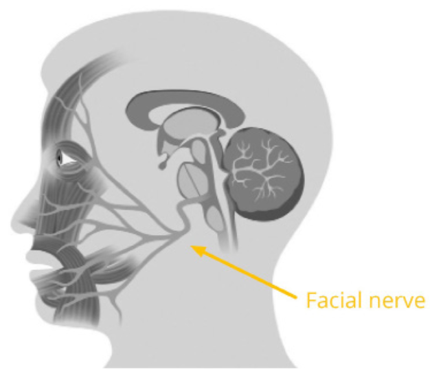 PDF p.5: Facial nerve(얼굴 신경) 경로 다이어그램